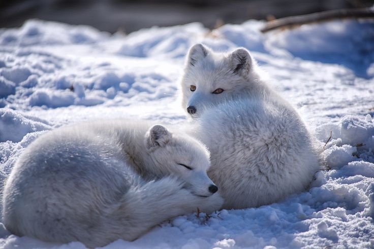 Why Do Arctic Foxes Change Color?