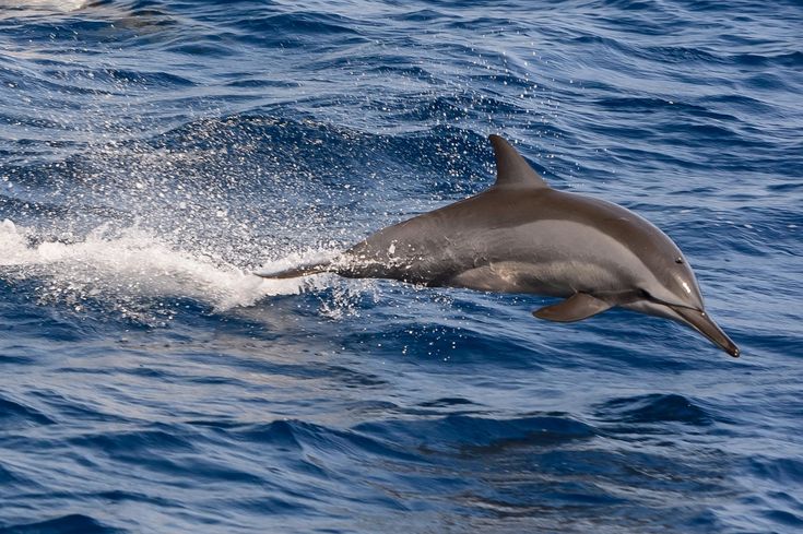 Can Dolphins Really Talk to Each Other?