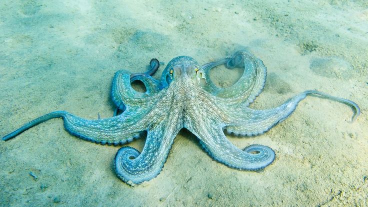 Octopuses Change Color