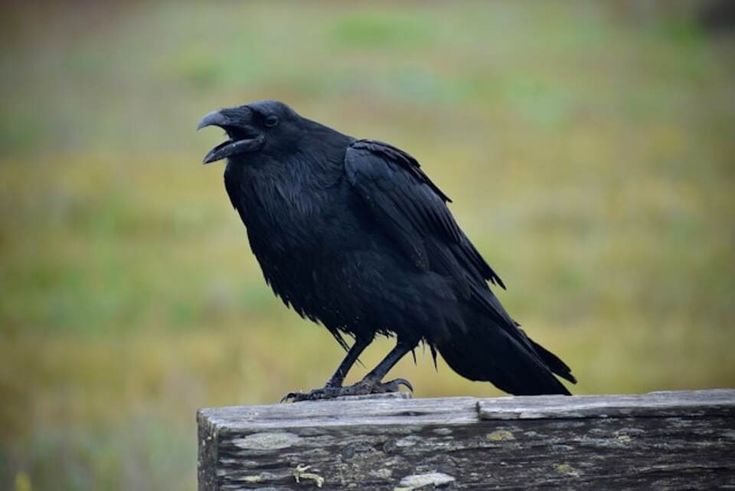 crow