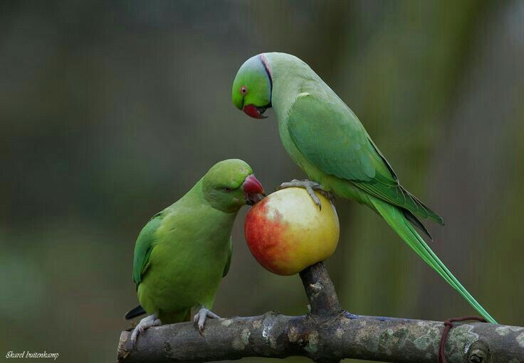 Parrots