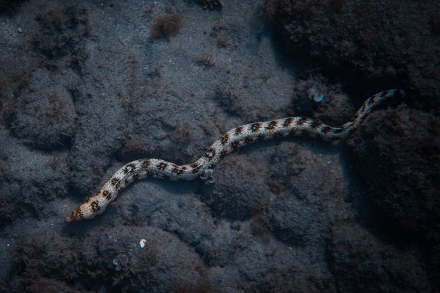 Electric Eel
