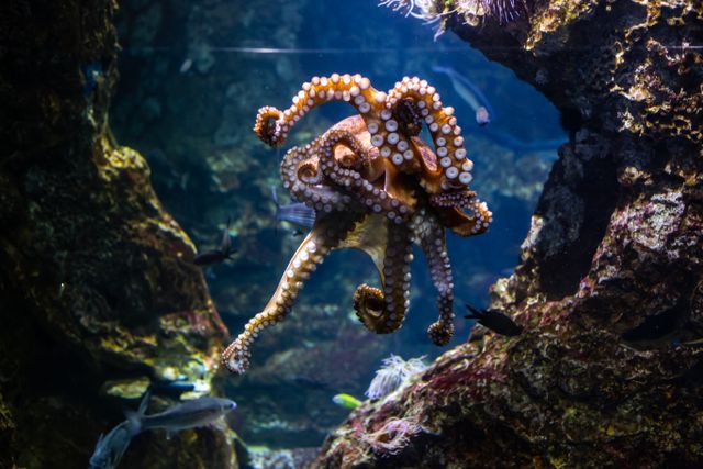 Octopus