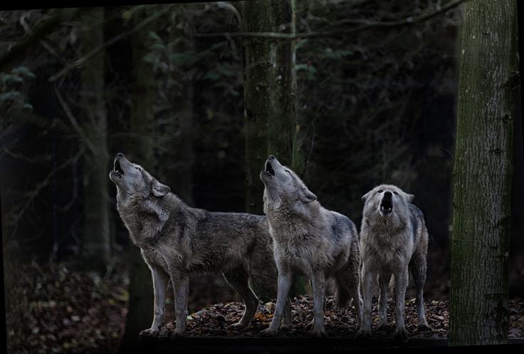 Why Do Wolves Howl at Night?