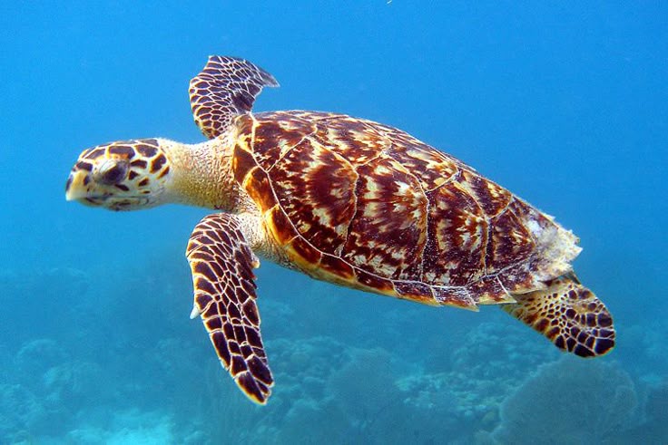 Why Are Sea Turtles Endangered?