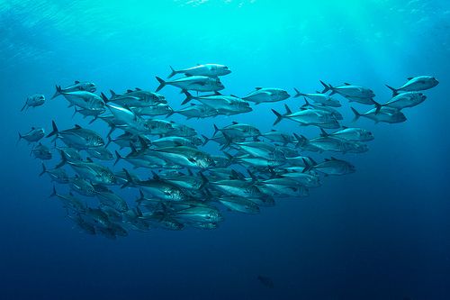 Why Do Fish Swim in Groups?