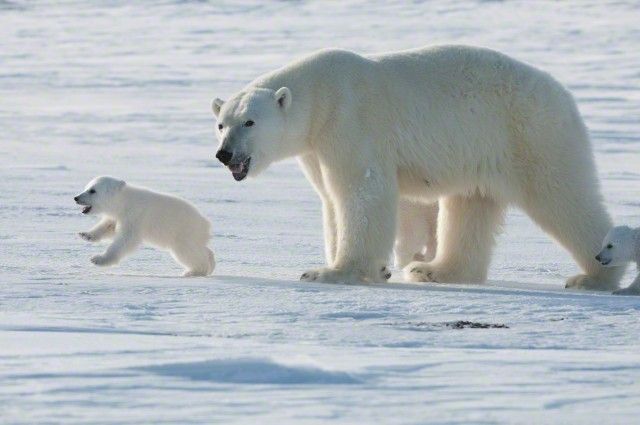 Why Are Polar Bears Endangered?