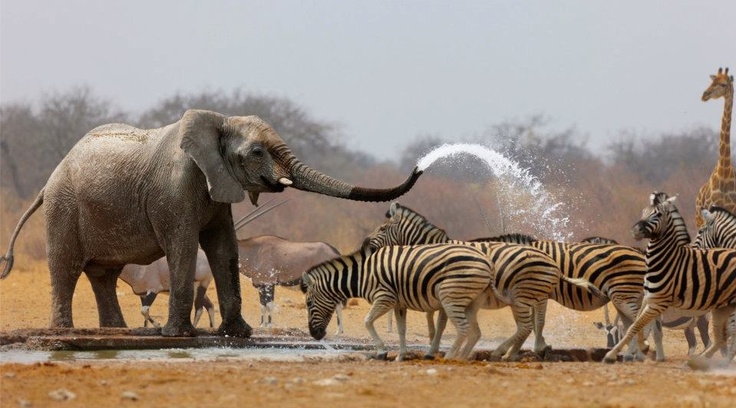 Why Do Elephants Spray Water on Themselves?
