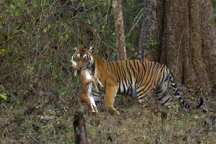 What Makes Tigers So Powerful Hunters?