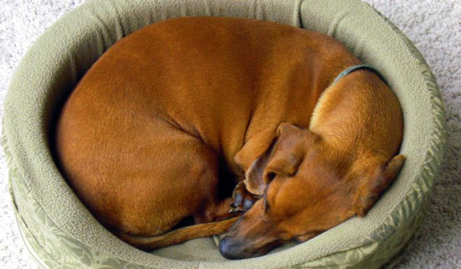 Why Do Dogs Circle Before Lying Down?