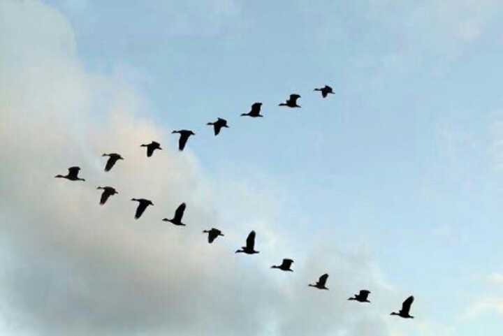 Why Do Birds Fly in a V Shape?