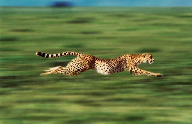 Top 10 Fastest Animals in the World