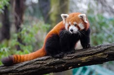 Why Are Red Pandas Endangered?