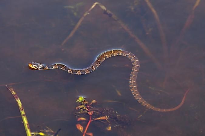Why Do Snakes Come Out More During Rainy Season?