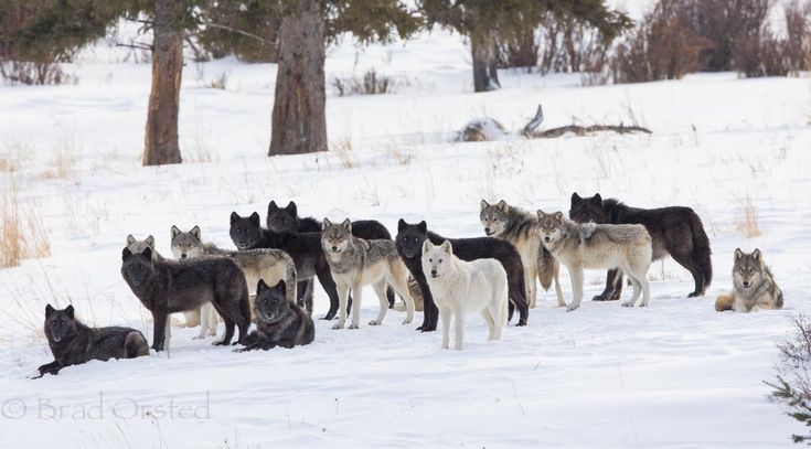 Top 10 Animals With the Best Memory in the World