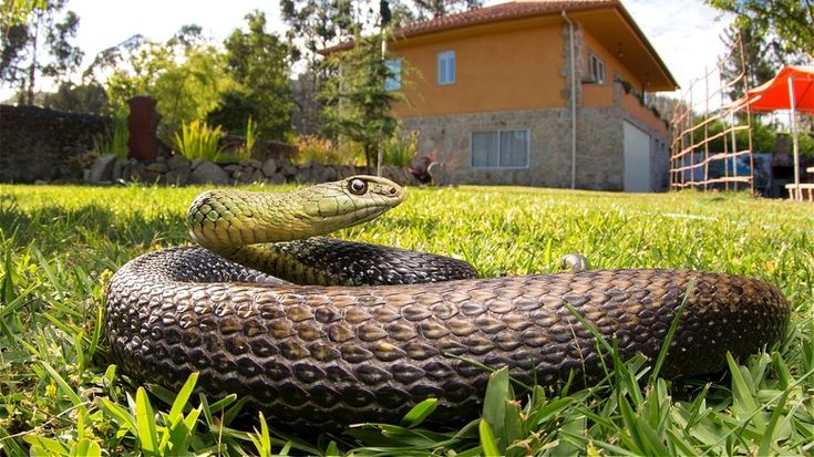 Why Do Snakes Enter Homes More During Summer?