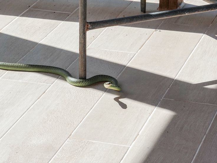 Why Do Snakes Enter Homes More During Summer?