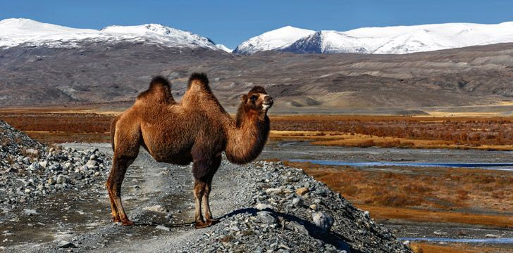 Why Do Camels Have Humps