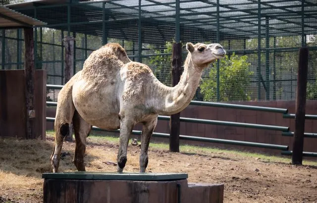 Why Do Camels Have Humps?