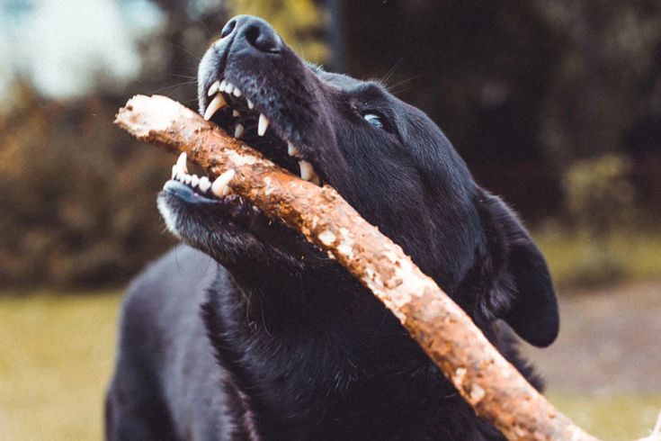 Top 10 Animals With the Strongest Bite Force in the World