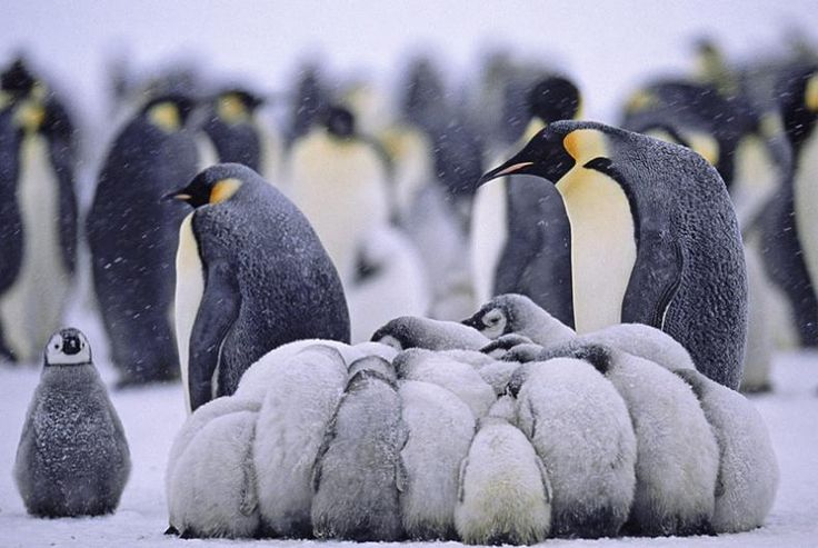 Why Do Penguins Huddle Together? The Secret to Surviving Extreme Cold