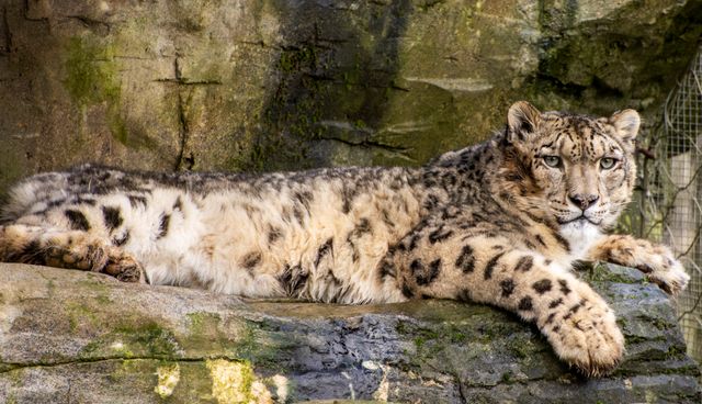 Snow Leopards