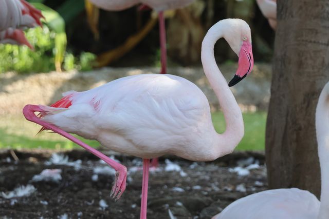Why Do Flamingos Stand on One Leg? The Real Reason Explained