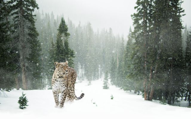 Why Are Snow Leopards Endangered? Facts and Threats Explained