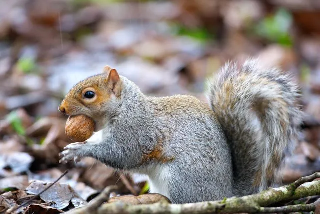 Why Do Squirrels Bury Nuts? The Survival Strategy Explained