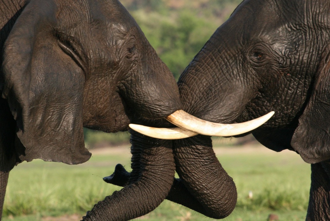 Do elephants mourn their dead? A short and easy guide for kids and students to learn how elephants show love and grief for their friends.