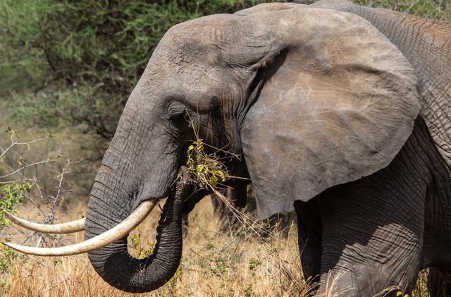 Why Is the African Forest Elephant Endangered? (2-Minute Explainer)