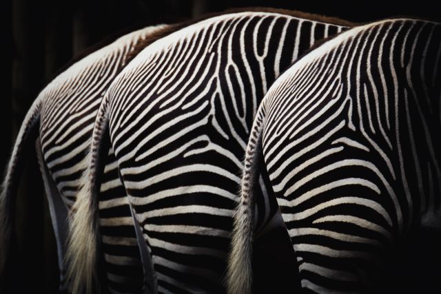 Why Are Zebras Black and White? The Real Secret Explained!