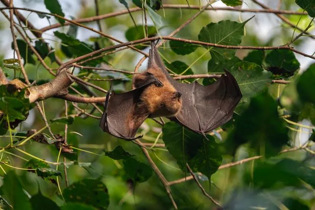 Why Do Bats Sleep Upside Down? The Real Reason Explained
