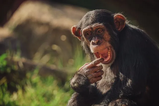 Top 10 Smartest Animals in the World