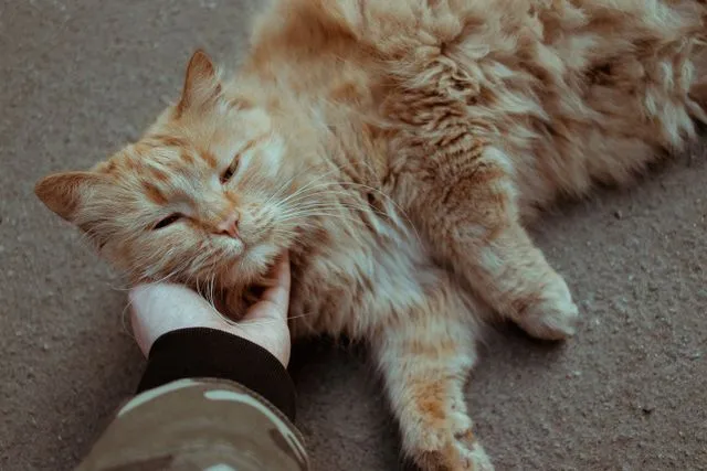 Why Do Cats Purr? The Real Reasons Behind This Strange Sound