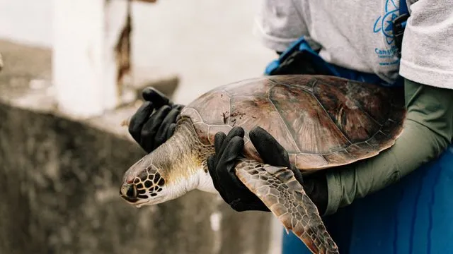Why Are Sea Turtles Endangered?