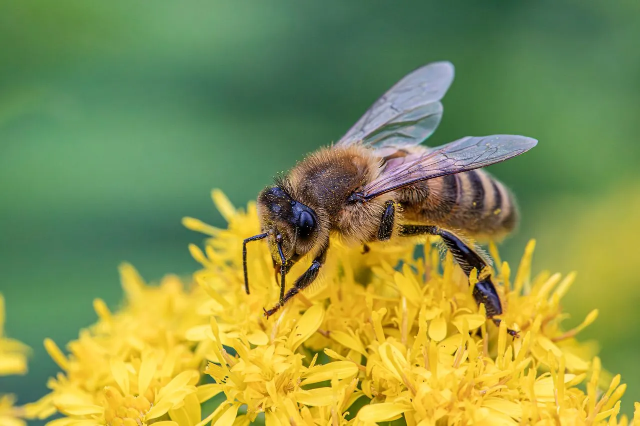 How Do Bees Know Which Flowers Have Nectar?