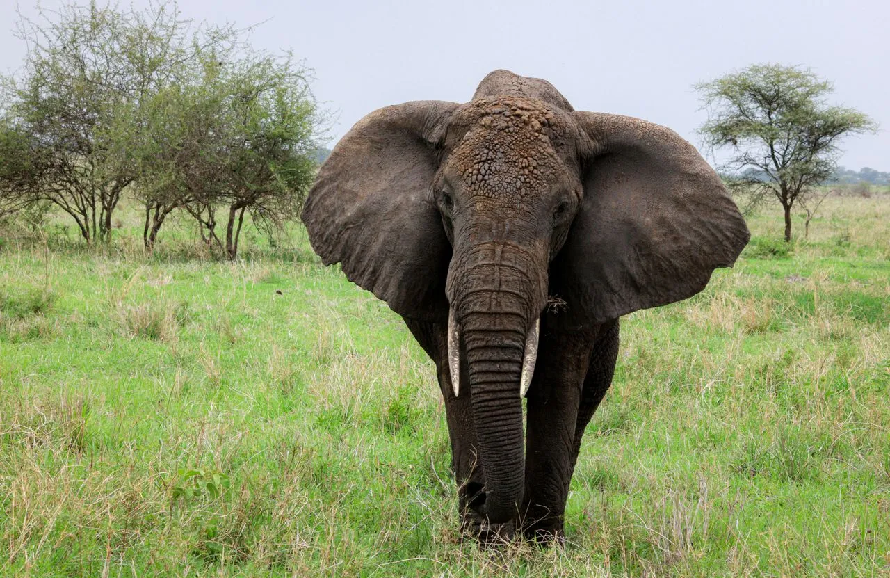 Why Do Elephants Have Such Big Ears?