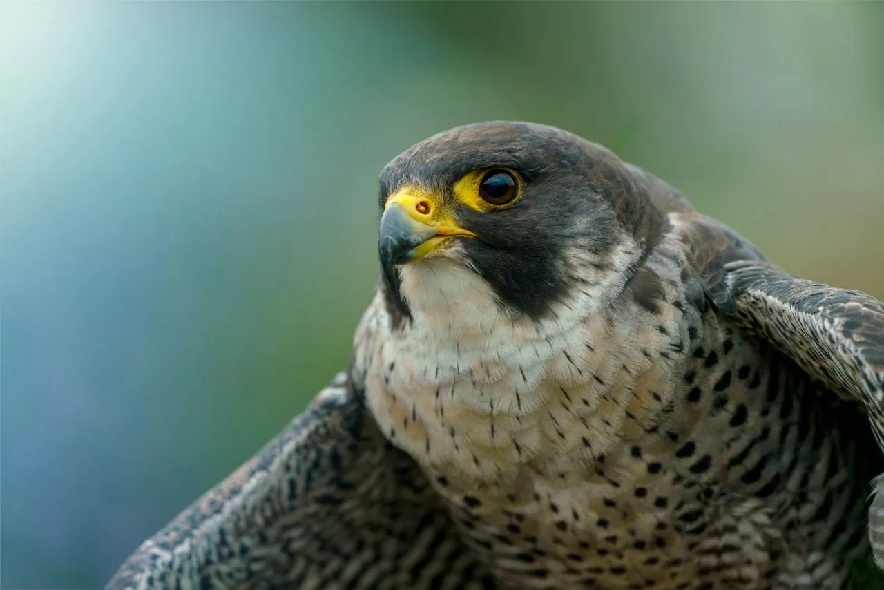 How Fast Can a Peregrine Falcon Dive?