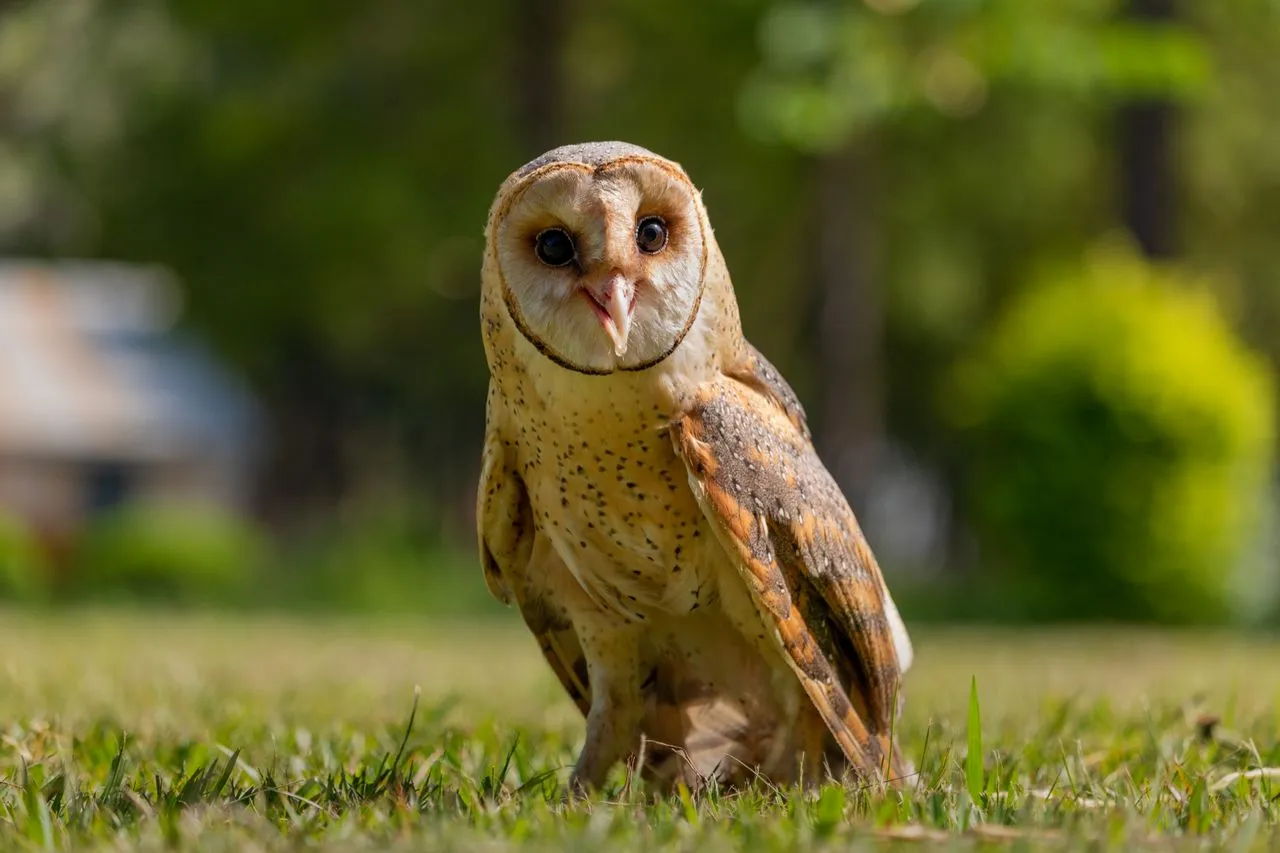 How Do Owls Hunt in Complete Darkness?