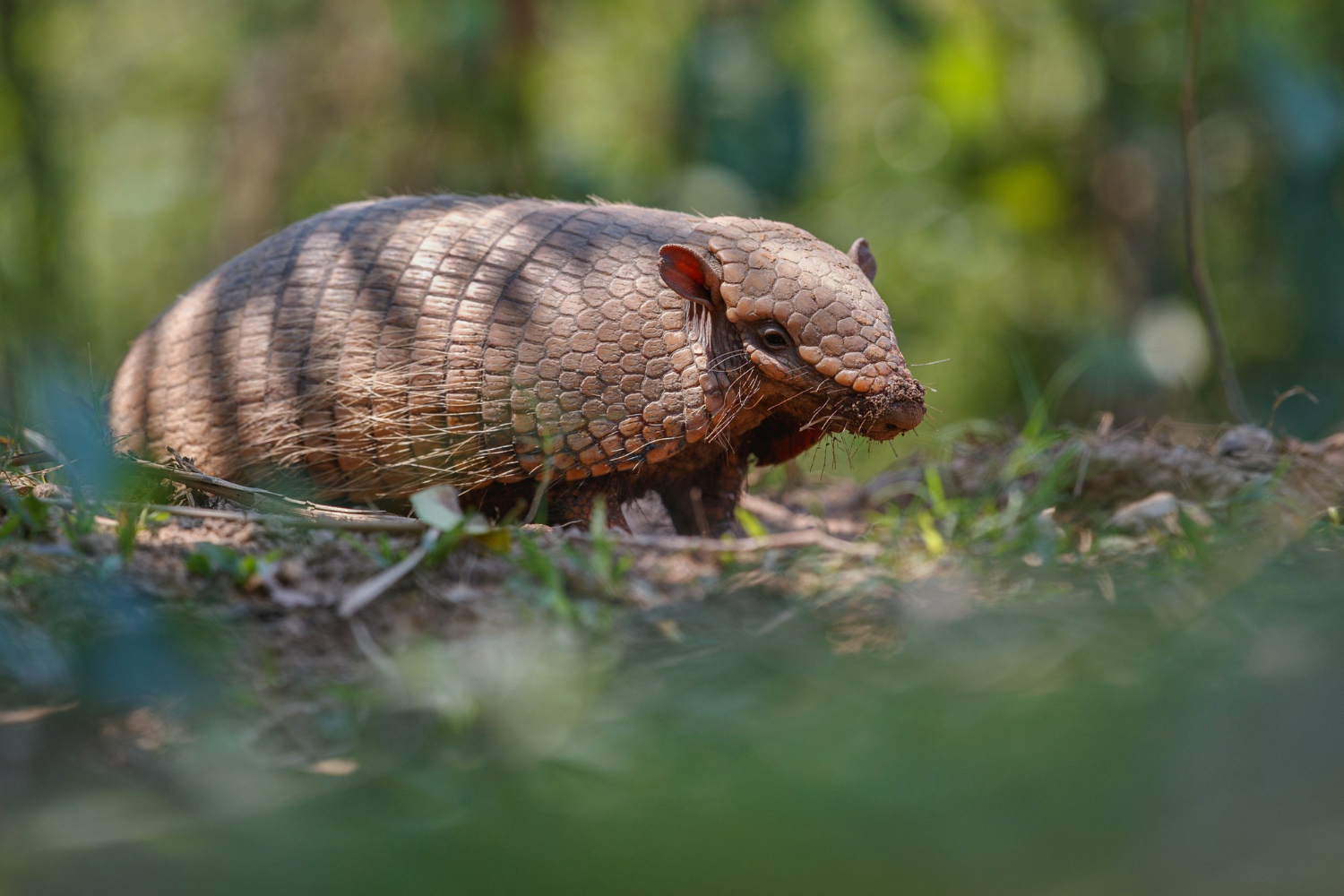 Why Are Pangolins Endangered?