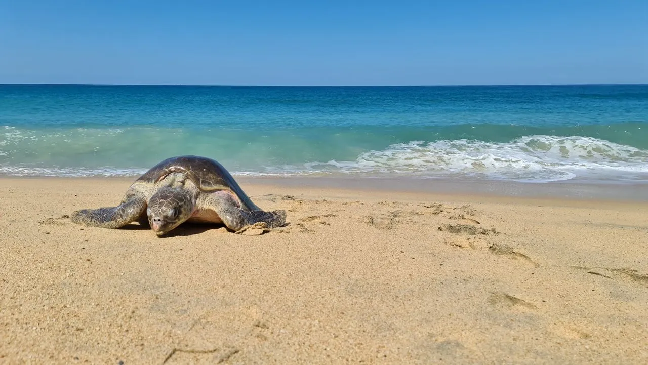 How Sea Turtles Return to the Same Beach to Nest