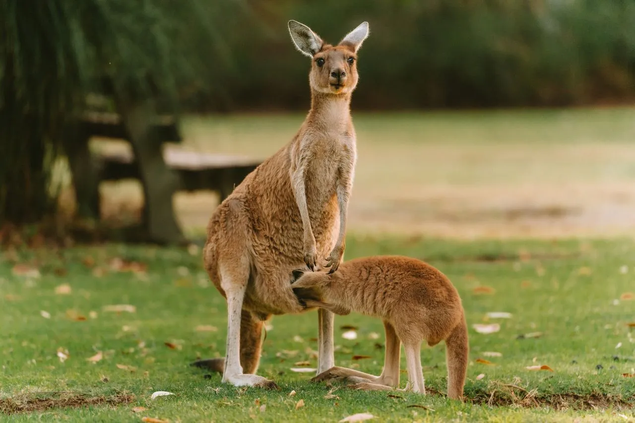 Why Do Kangaroos Carry Their Babies in a Pouch?