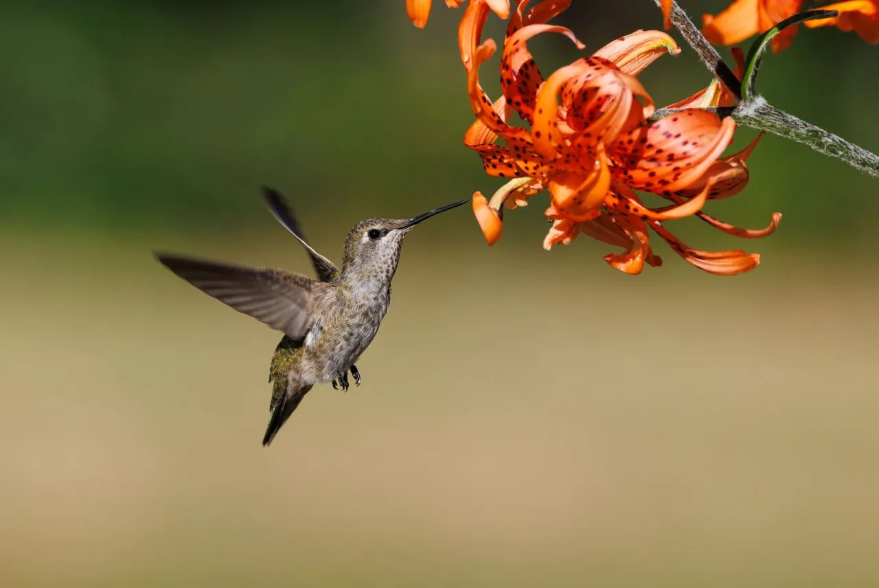 Why Do Hummingbirds Fly Backward? The Amazing Flight Ability