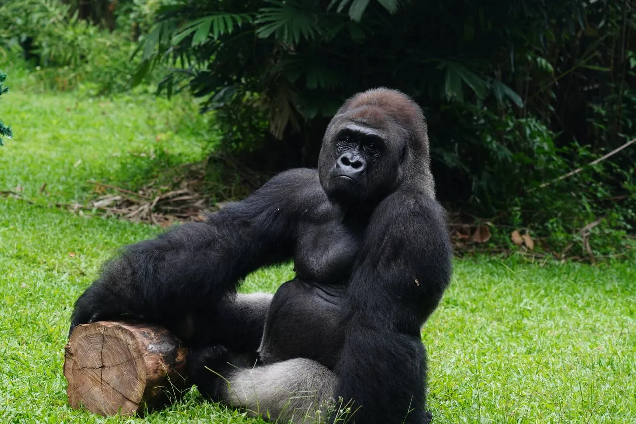 How Strong Is a Gorilla? Strength, Bite Force, Grip & More