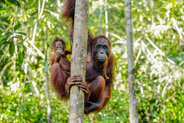 Why Are Orangutans Endangered?