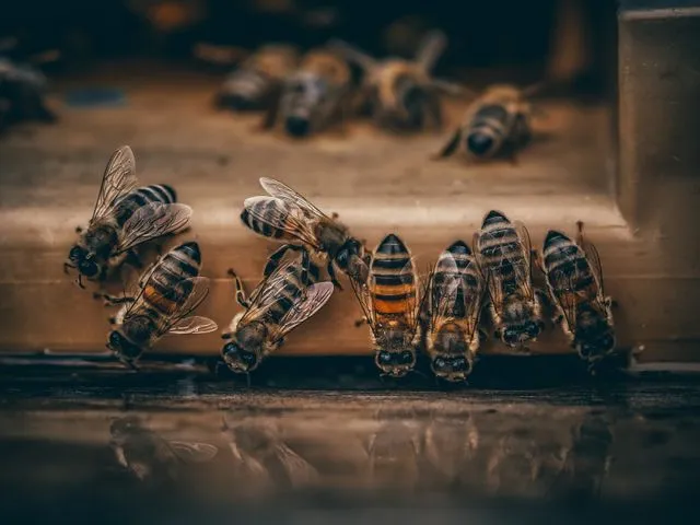 Why Do Bees Dance? How Bees Communicate Through Movement