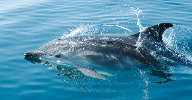 How Do Dolphins Sleep Without Drowning? The Secret Science Explained