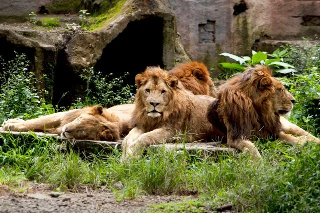 Why Do Lions Live in Groups? The Pride Strategy Explained