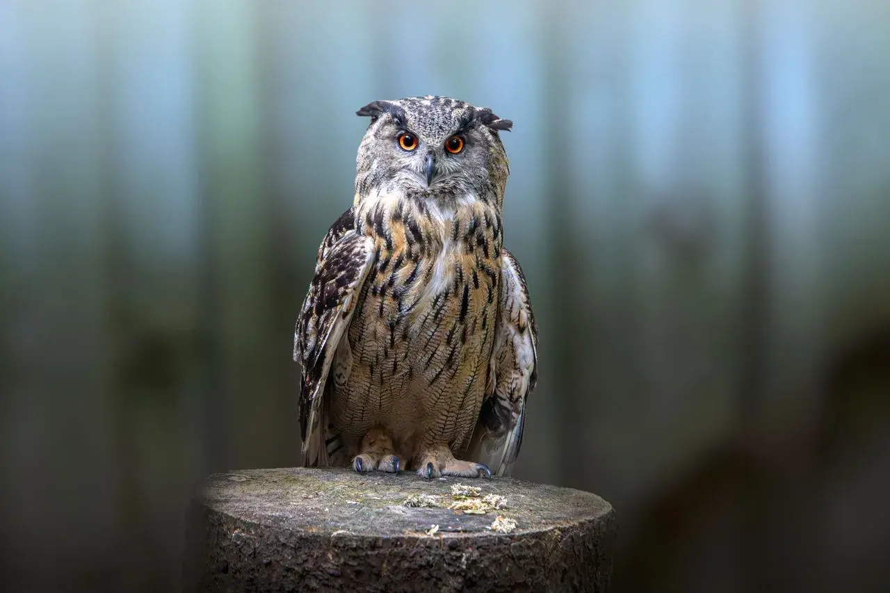 Top 10 Animals With the Best Hearing in the World